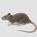Rodent / Rats